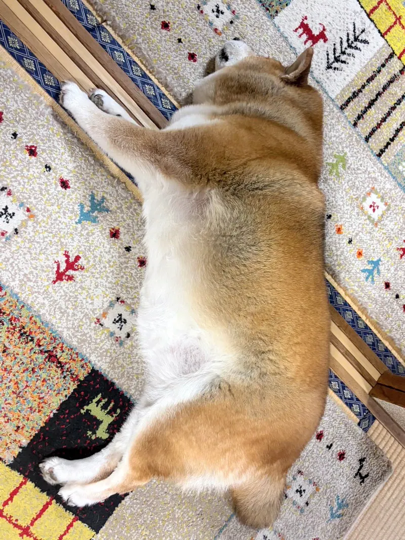 Manten the chubby Shiba Inu. Vertical photo, number 3 of 94, from the @mantikotiko archive.