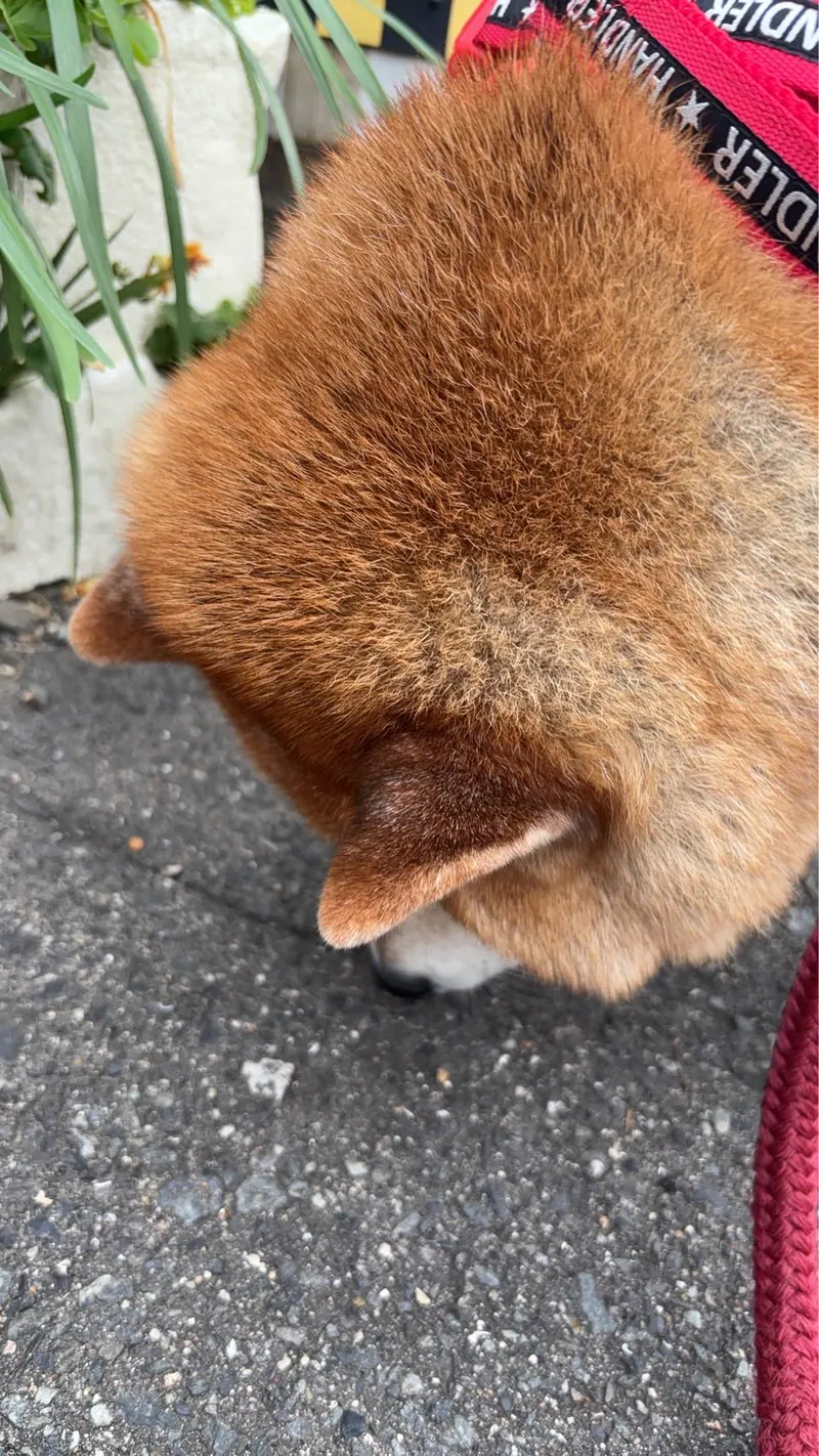 Manten the chubby Shiba Inu. Vertical photo, number 5 of 94, from the @mantikotiko archive.