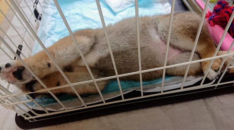 Manten the chubby Shiba Inu. Wide photo, number 6 of 94, from the @mantikotiko archive.