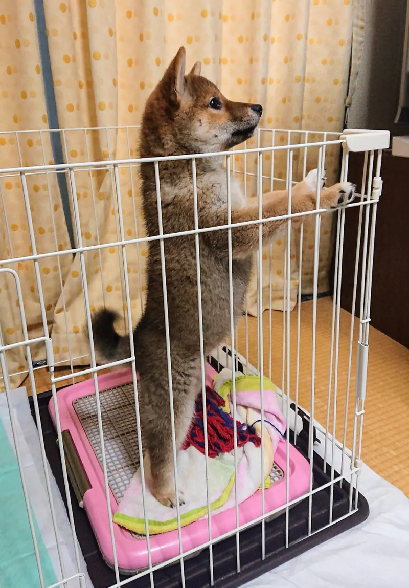 Manten the chubby Shiba Inu. Vertical photo, number 7 of 94, from the @mantikotiko archive.