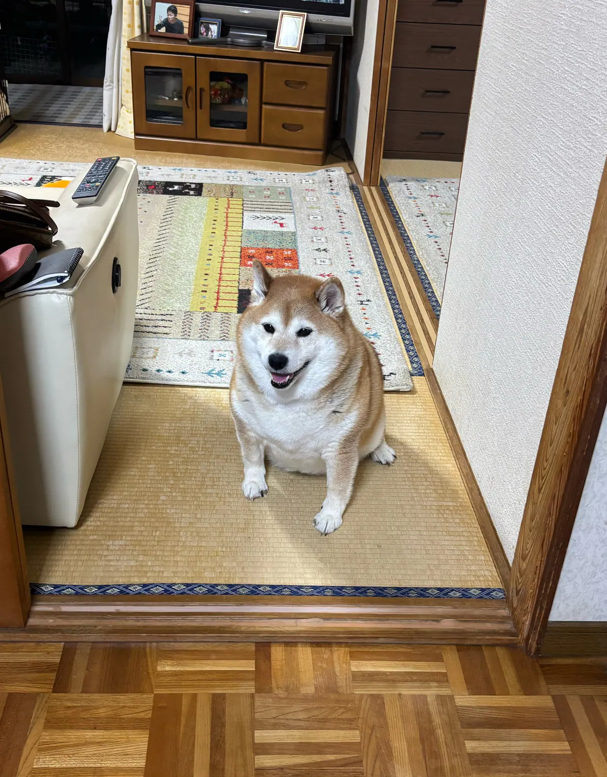 Manten the chubby Shiba Inu. Vertical photo, number 10 of 94, from the @mantikotiko archive.