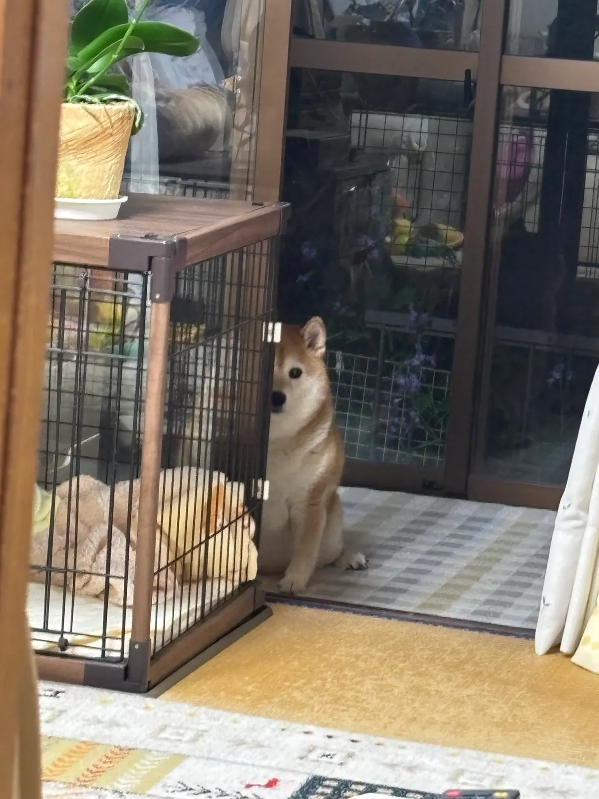 Manten the chubby Shiba Inu. Vertical photo, number 11 of 94, from the @mantikotiko archive.