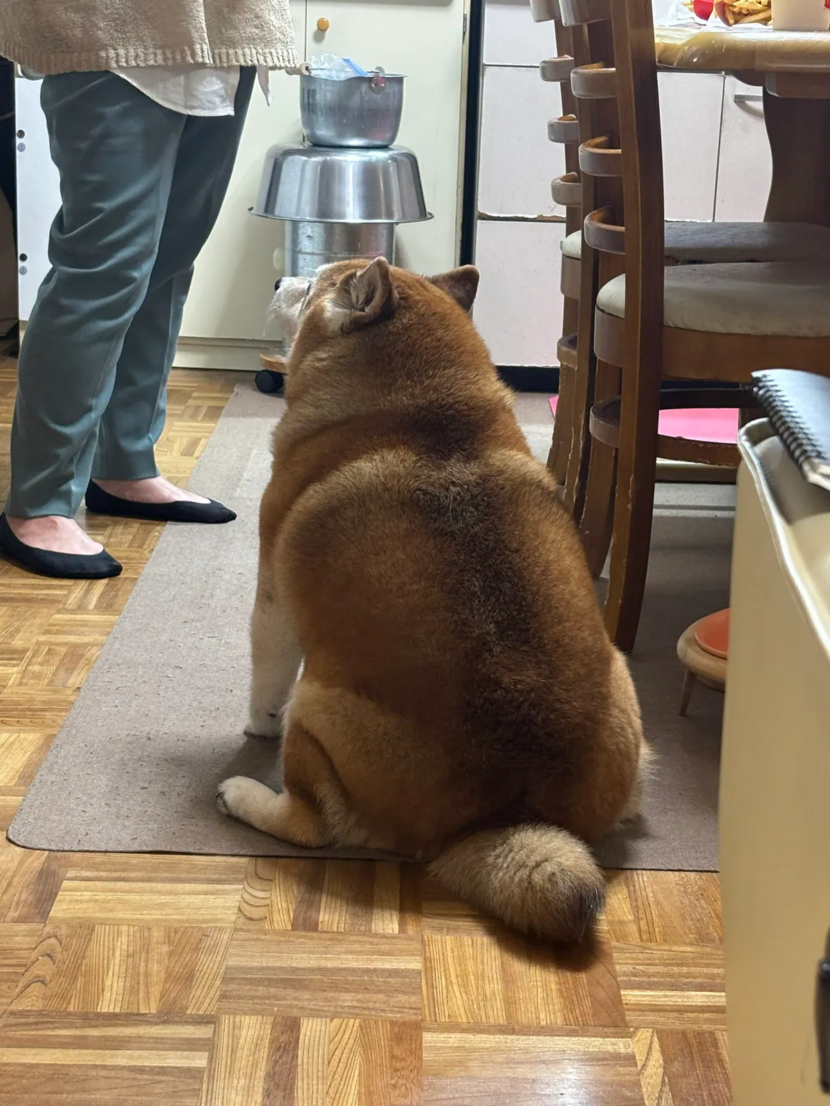 Manten the chubby Shiba Inu. Vertical photo, number 15 of 94, from the @mantikotiko archive.