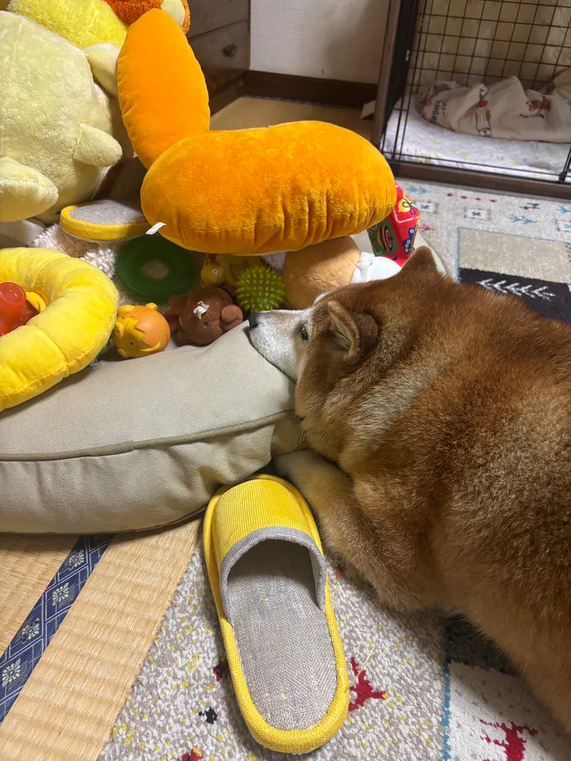 Manten the chubby Shiba Inu. Vertical photo, number 19 of 94, from the @mantikotiko archive.