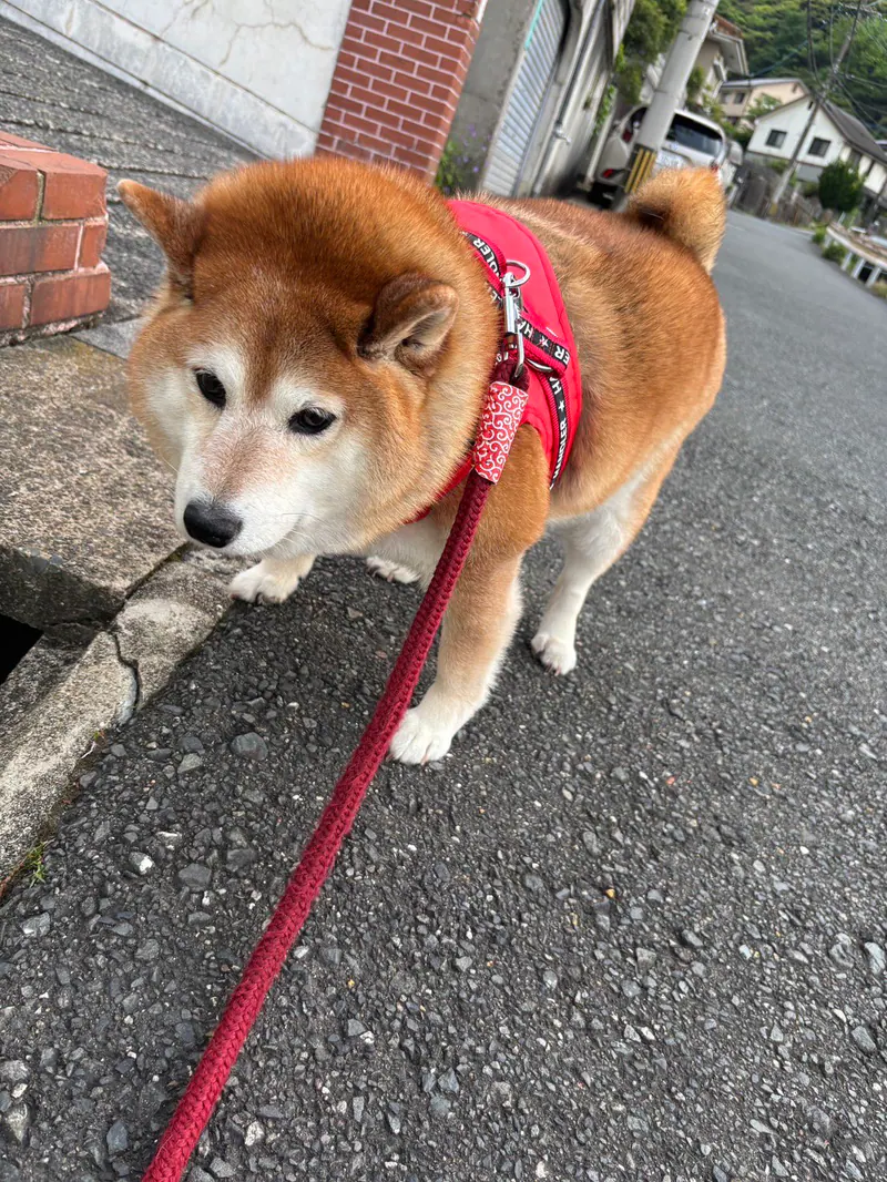 Manten the chubby Shiba Inu. Vertical photo, number 21 of 94, from the @mantikotiko archive.