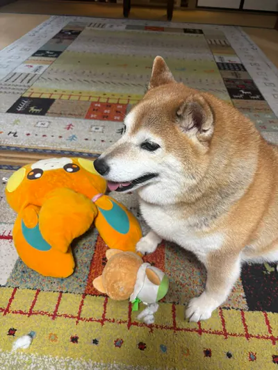 Manten the chubby Shiba Inu. Vertical photo, number 23 of 94, from the @mantikotiko archive.