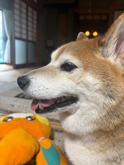 Manten the chubby Shiba Inu. Vertical photo, number 24 of 94, from the @mantikotiko archive.