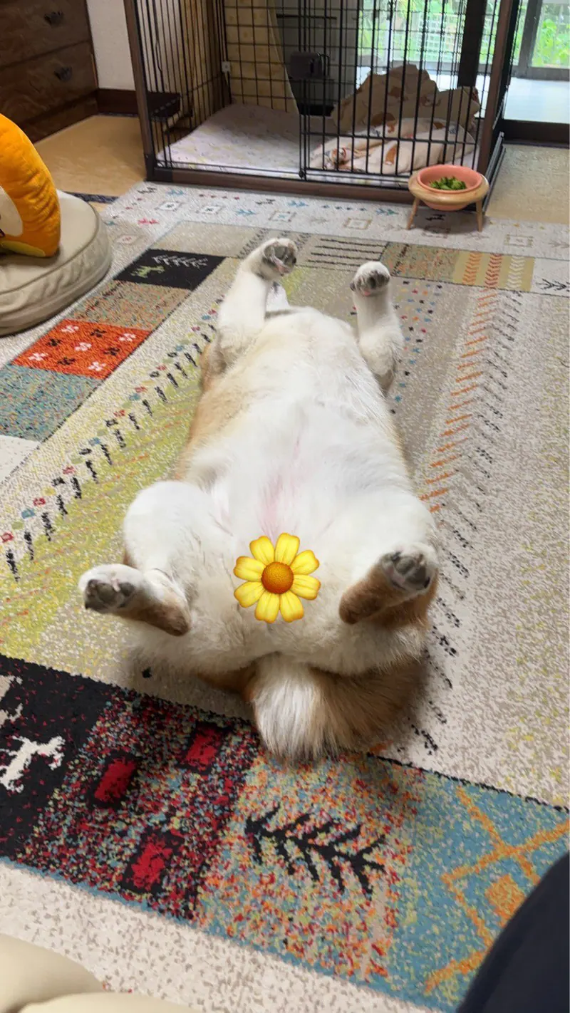 Manten the chubby Shiba Inu. Vertical photo, number 25 of 94, from the @mantikotiko archive.