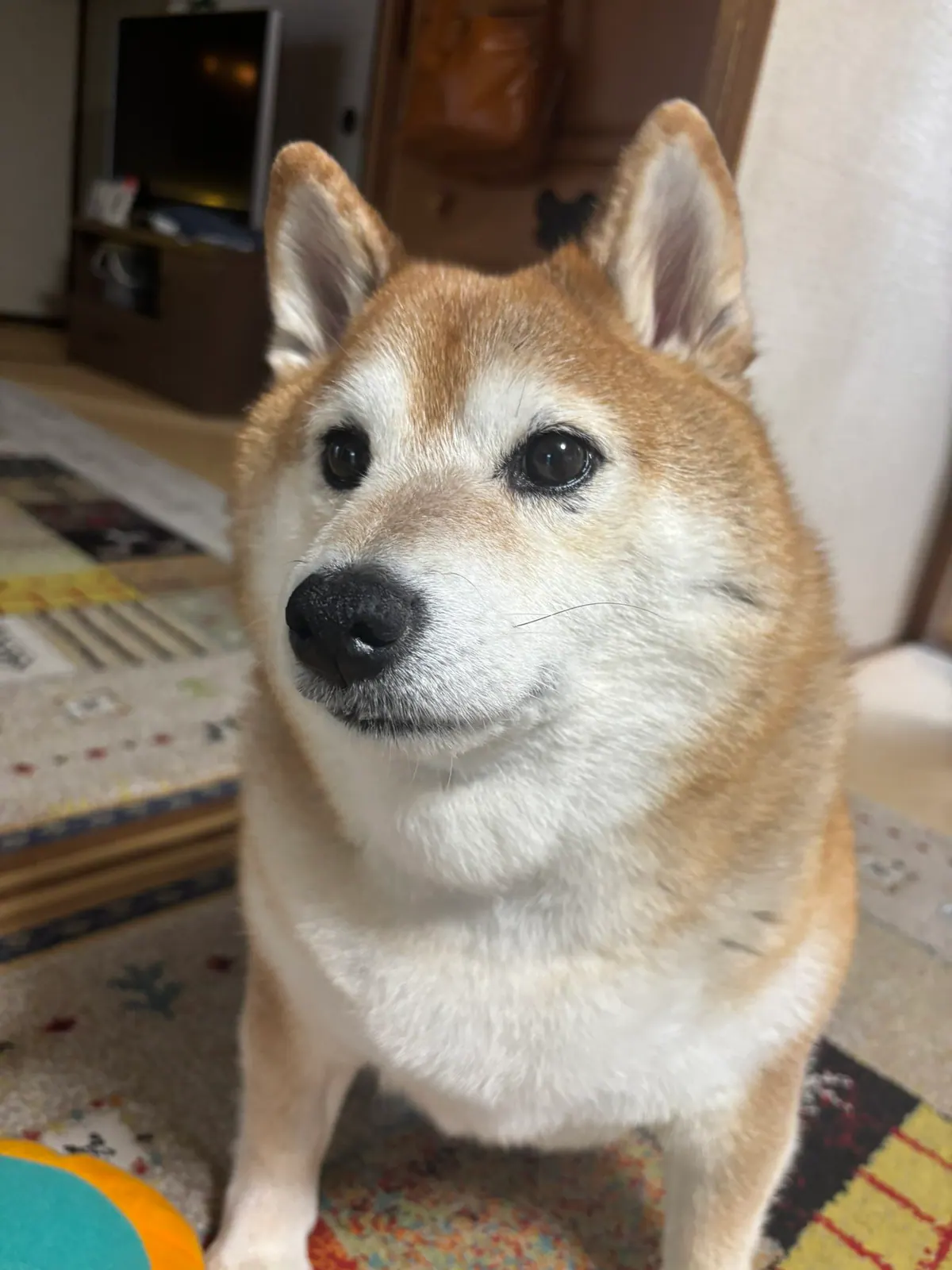 Manten the chubby Shiba Inu. Vertical photo, number 26 of 94, from the @mantikotiko archive.