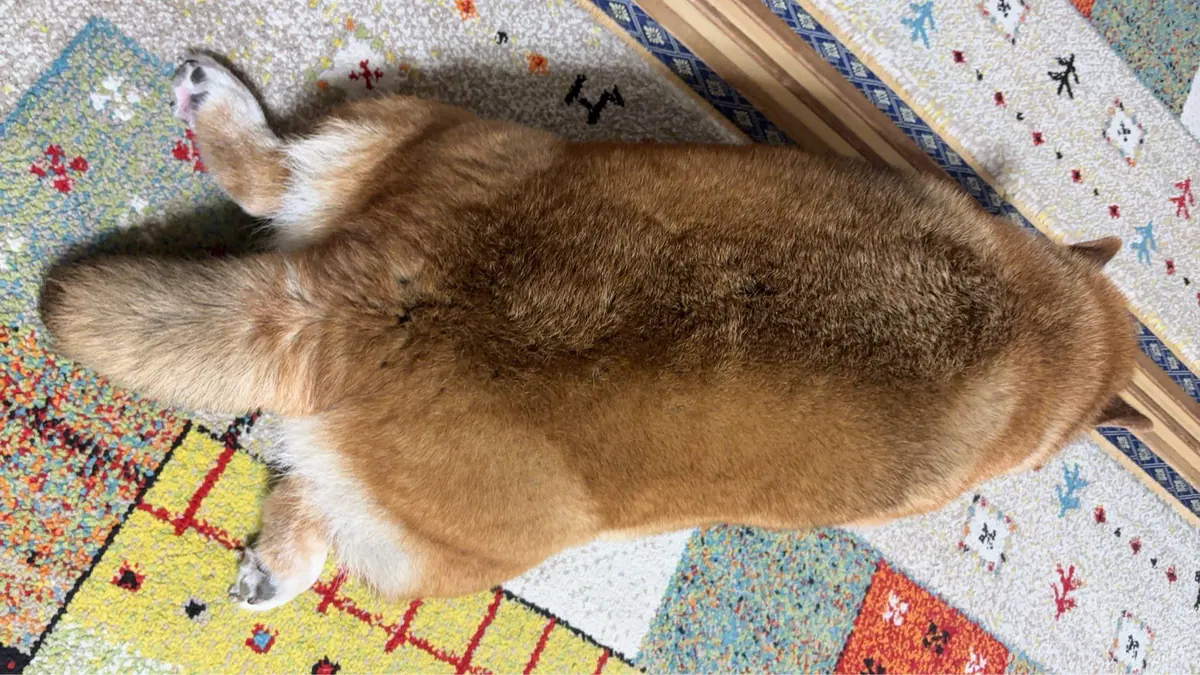 Manten the chubby Shiba Inu. Wide photo, number 27 of 94, from the @mantikotiko archive.