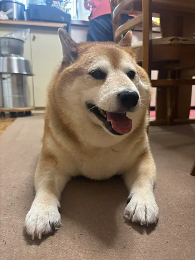 Manten the chubby Shiba Inu. Vertical photo, number 32 of 94, from the @mantikotiko archive.