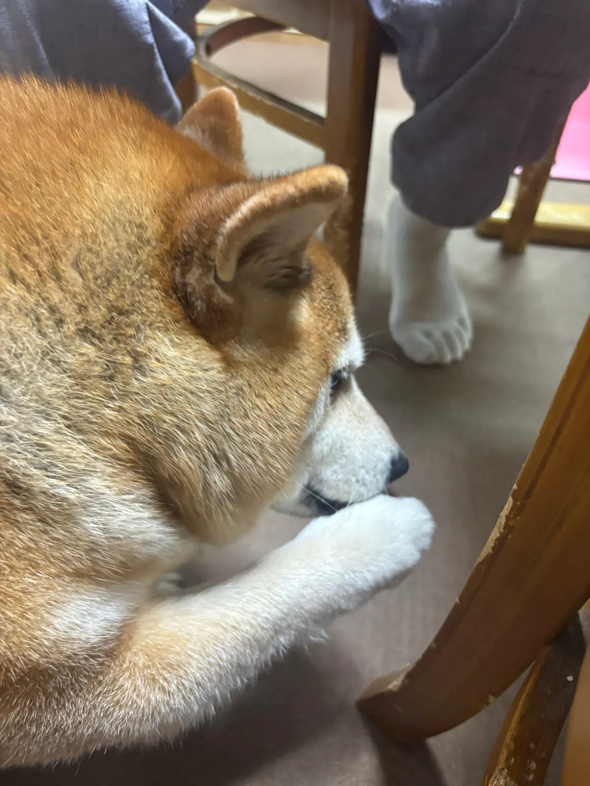 Manten the chubby Shiba Inu. Vertical photo, number 34 of 94, from the @mantikotiko archive.