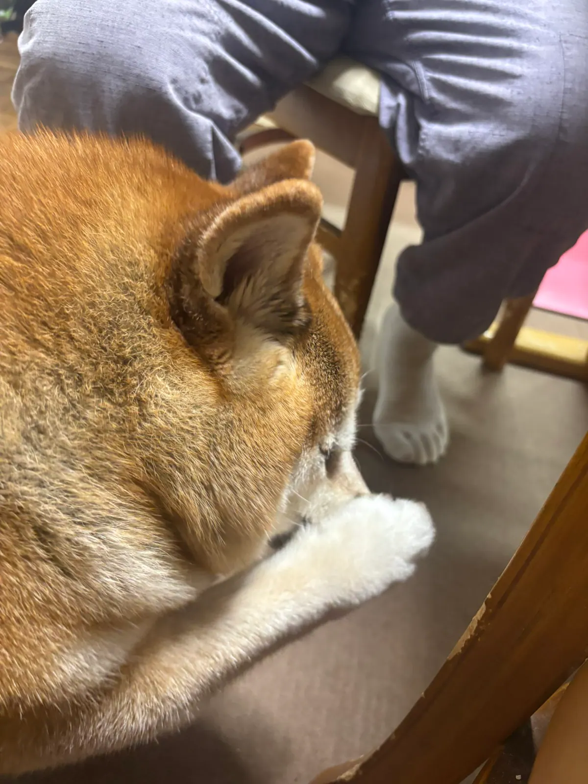Manten the chubby Shiba Inu. Vertical photo, number 35 of 94, from the @mantikotiko archive.