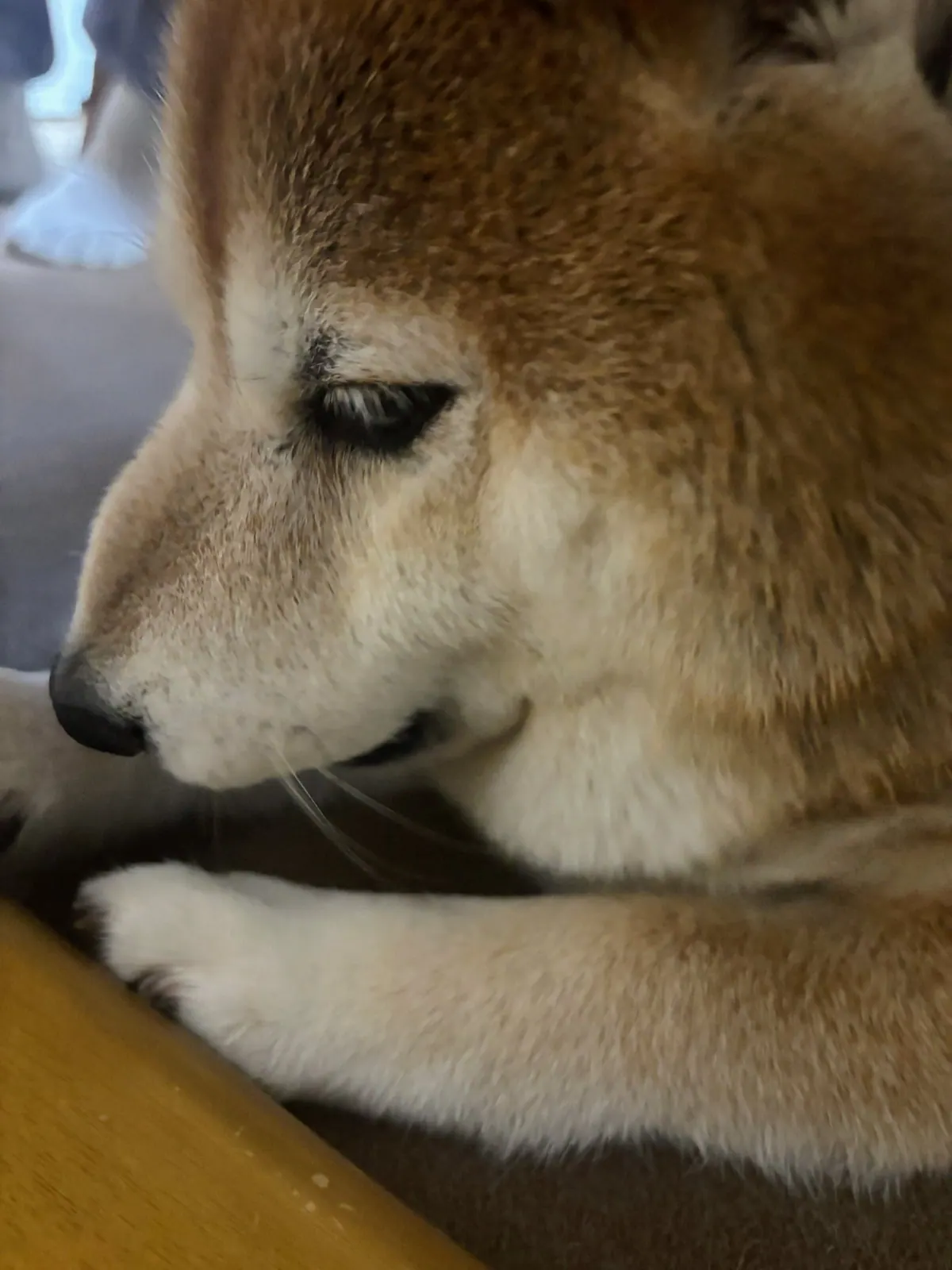 Manten the chubby Shiba Inu. Vertical photo, number 36 of 94, from the @mantikotiko archive.