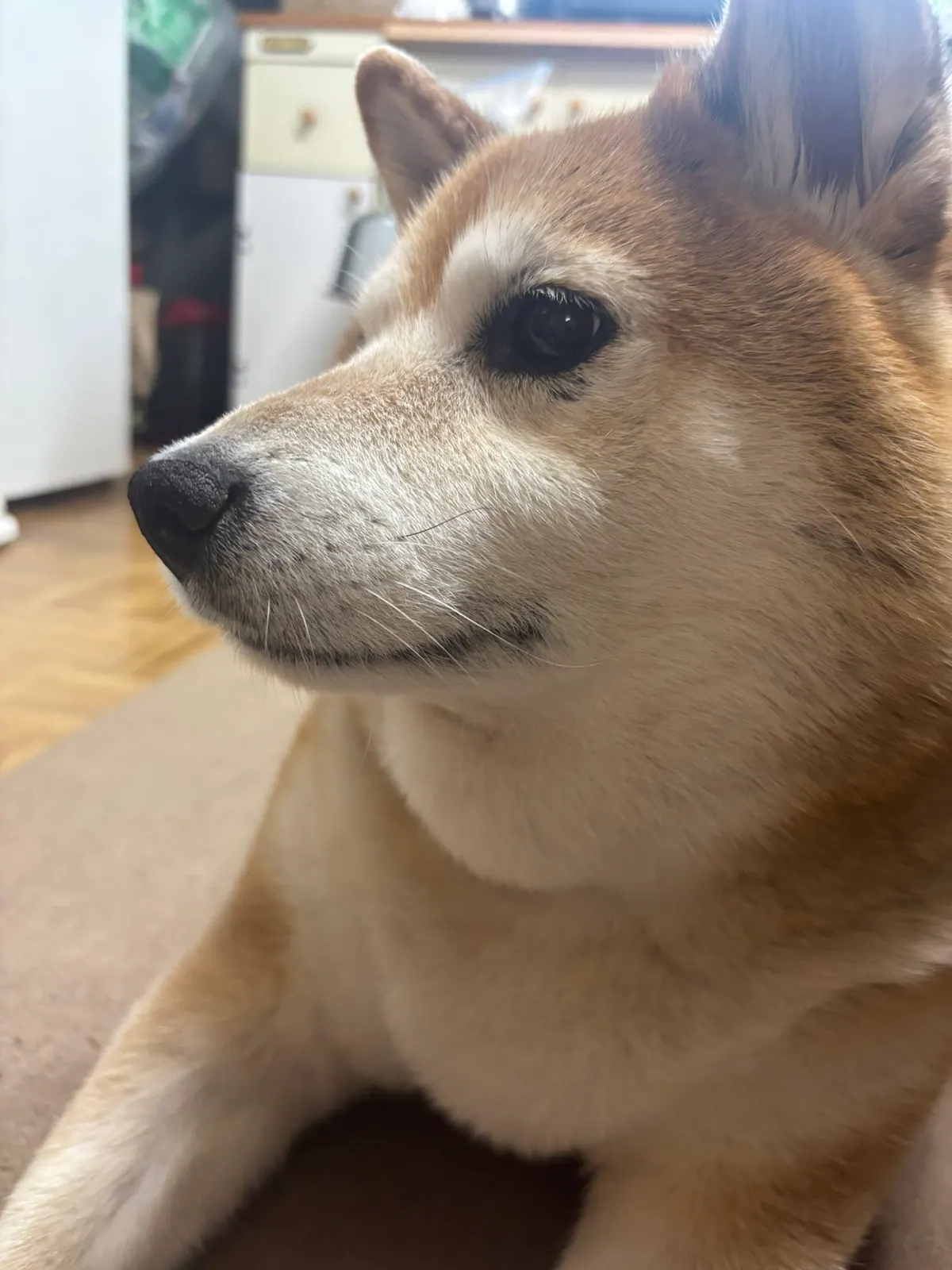 Manten the chubby Shiba Inu. Vertical photo, number 37 of 94, from the @mantikotiko archive.
