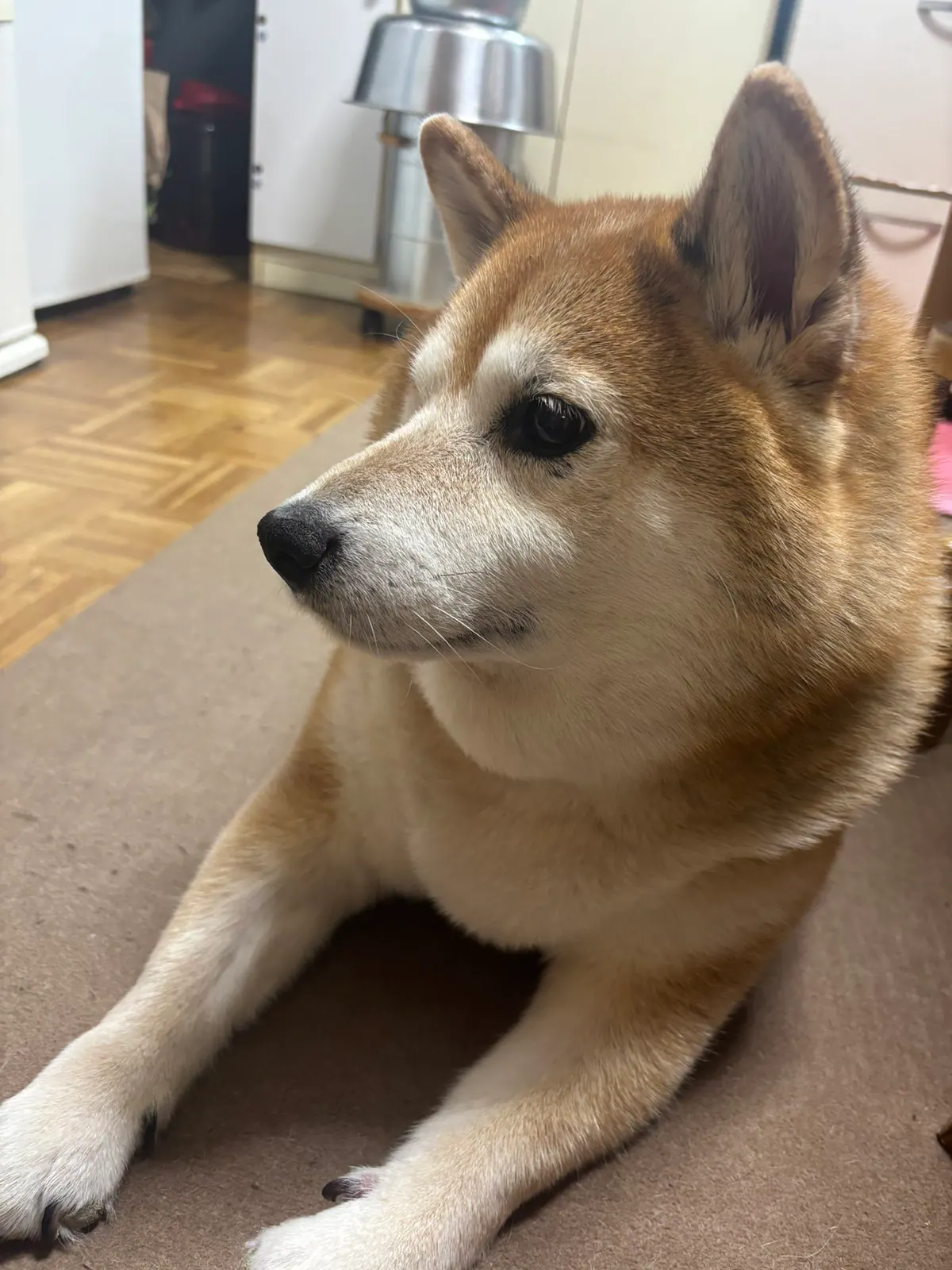 Manten the chubby Shiba Inu. Vertical photo, number 38 of 94, from the @mantikotiko archive.
