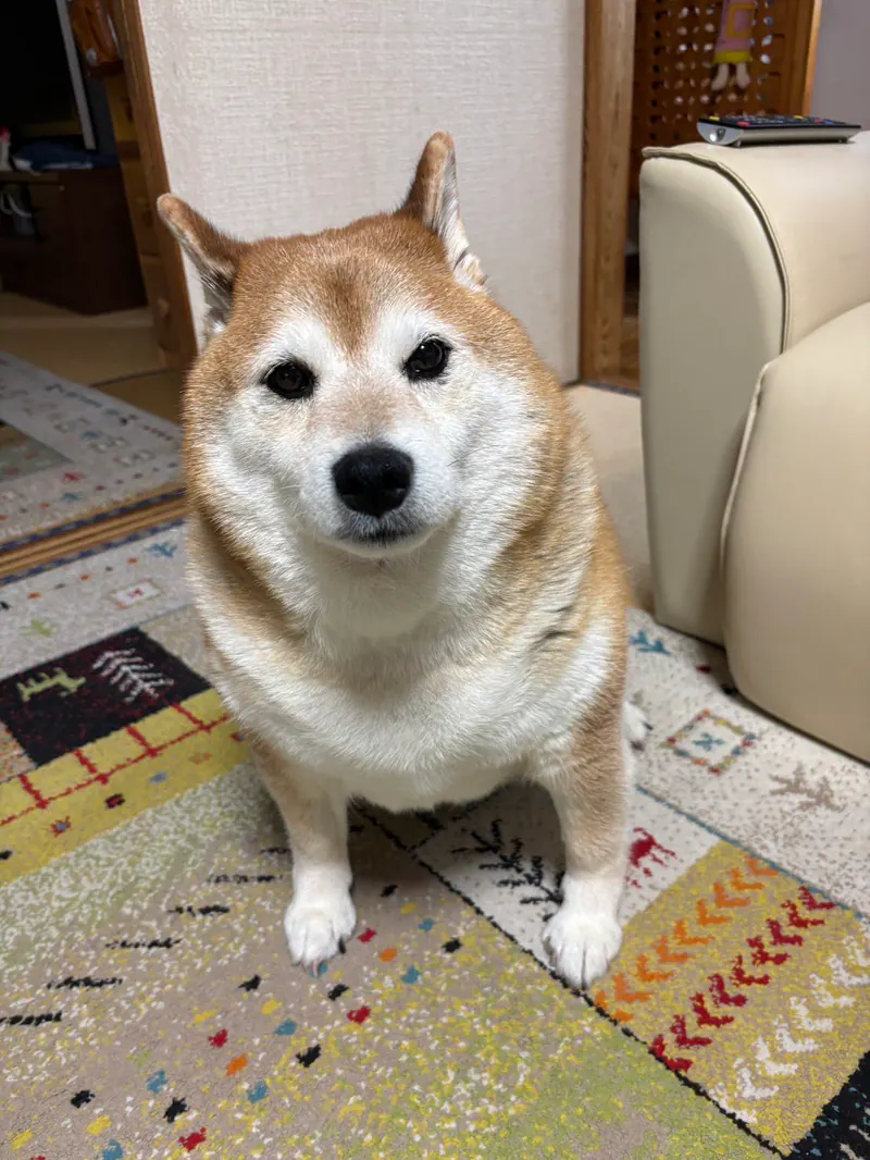 Manten the chubby Shiba Inu. Vertical photo, number 41 of 94, from the @mantikotiko archive.