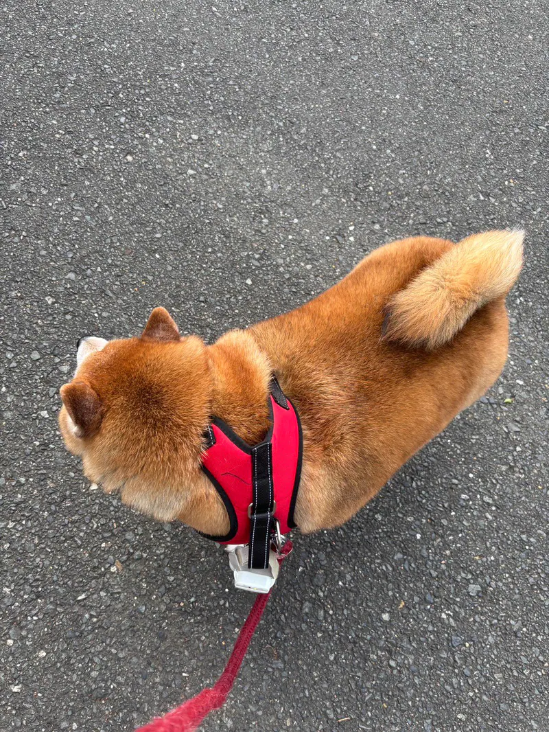 Manten the chubby Shiba Inu. Vertical photo, number 42 of 94, from the @mantikotiko archive.