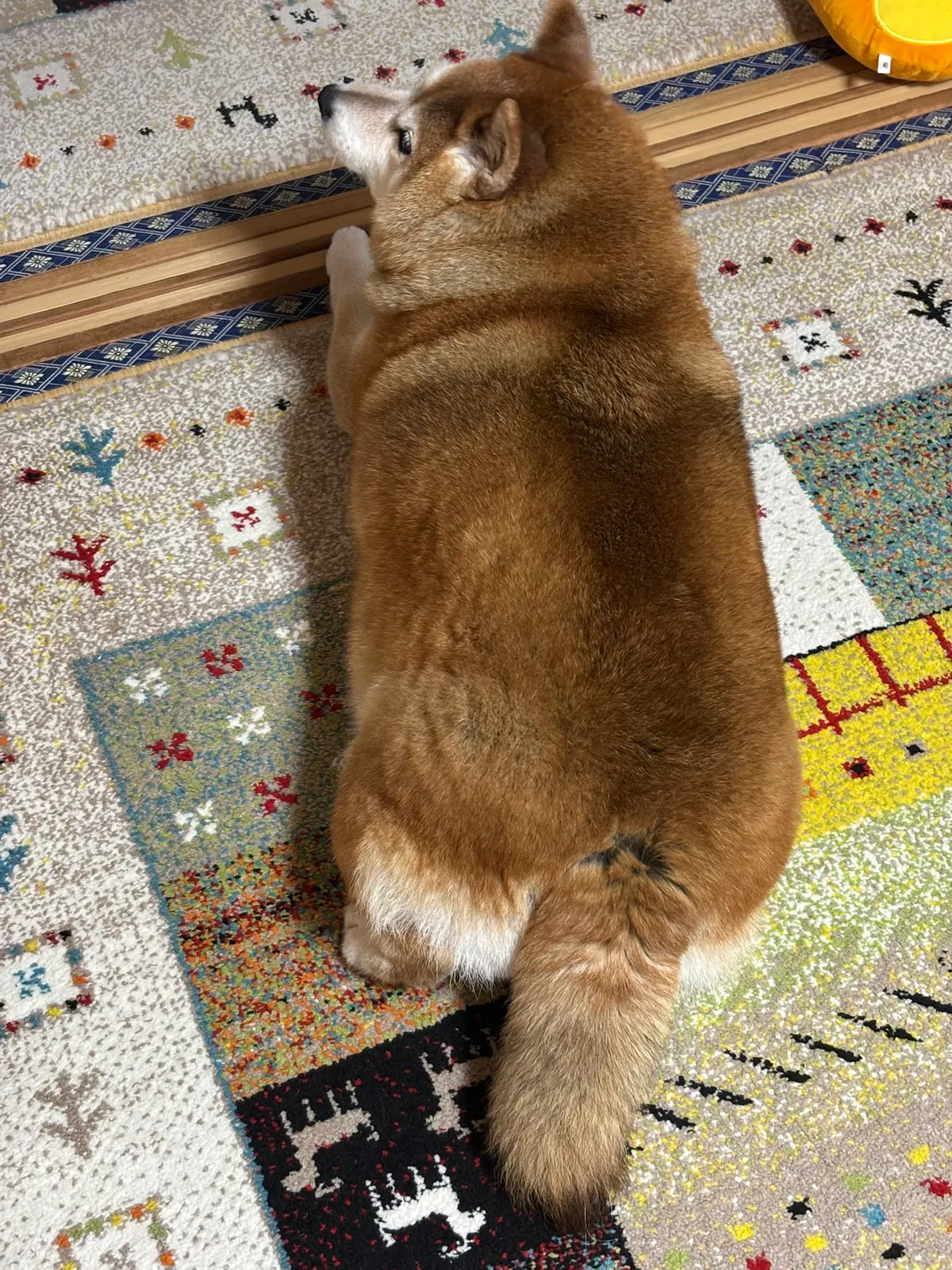 Manten the chubby Shiba Inu. Vertical photo, number 44 of 94, from the @mantikotiko archive.