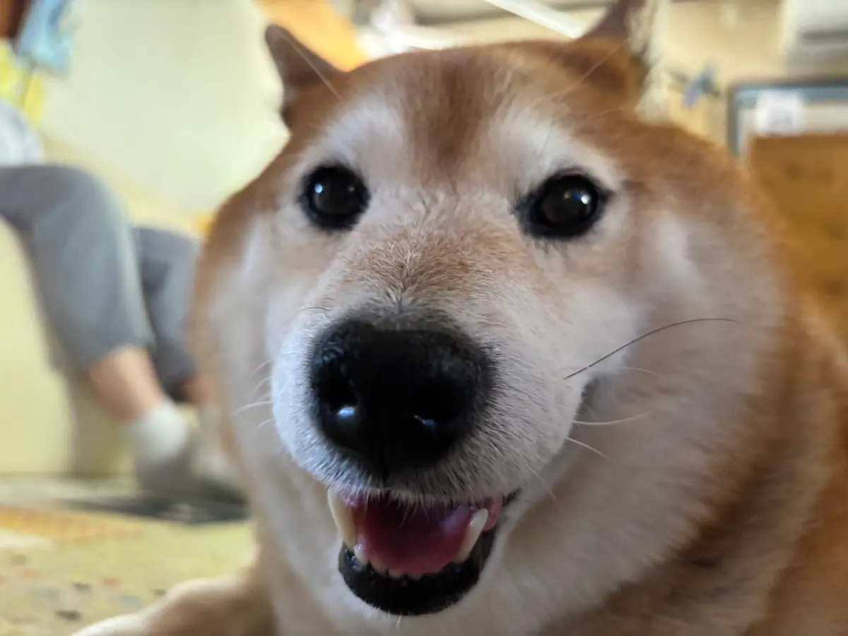 Manten the chubby Shiba Inu. Wide photo, number 45 of 94, from the @mantikotiko archive.