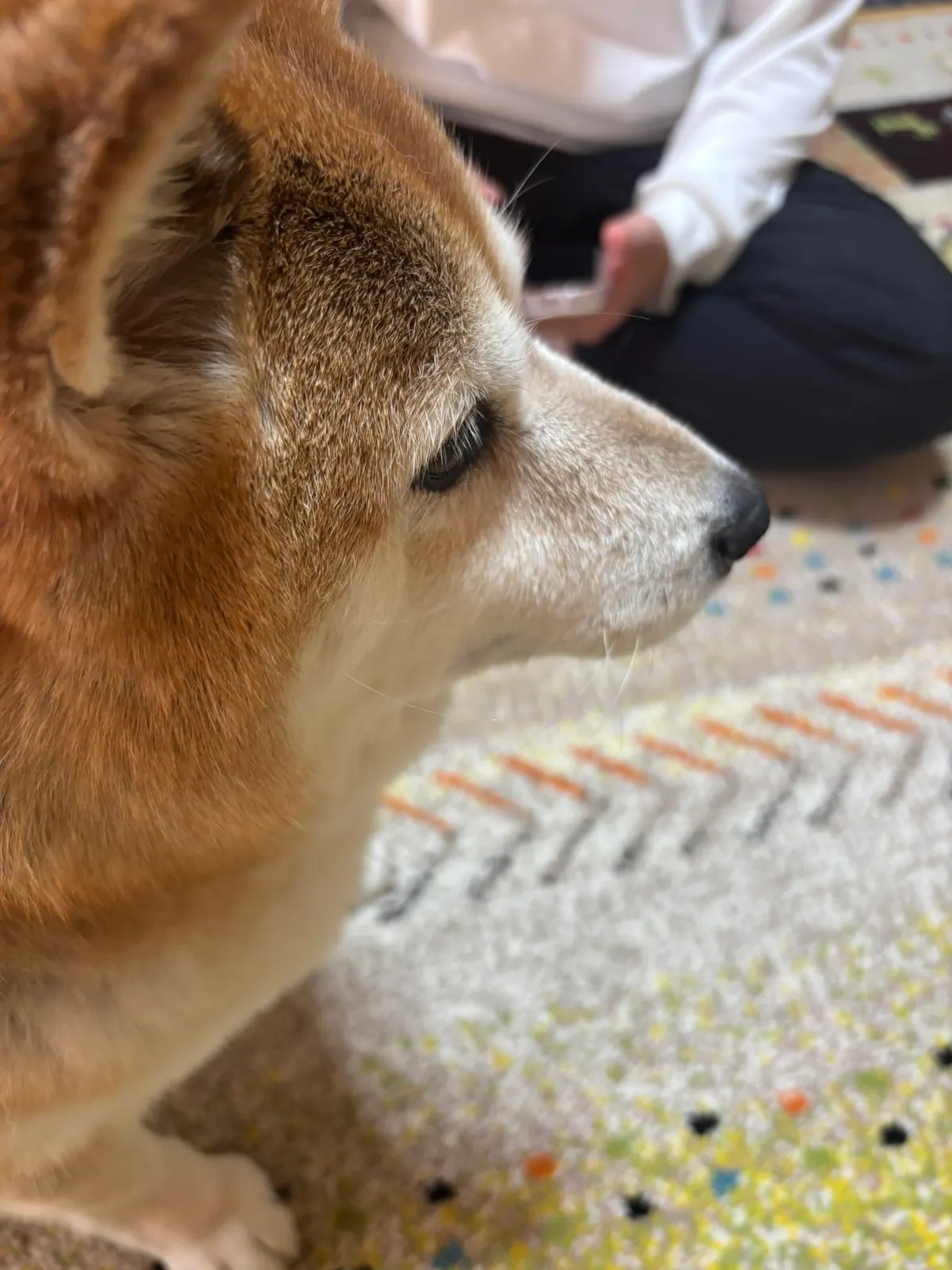 Manten the chubby Shiba Inu. Vertical photo, number 49 of 94, from the @mantikotiko archive.