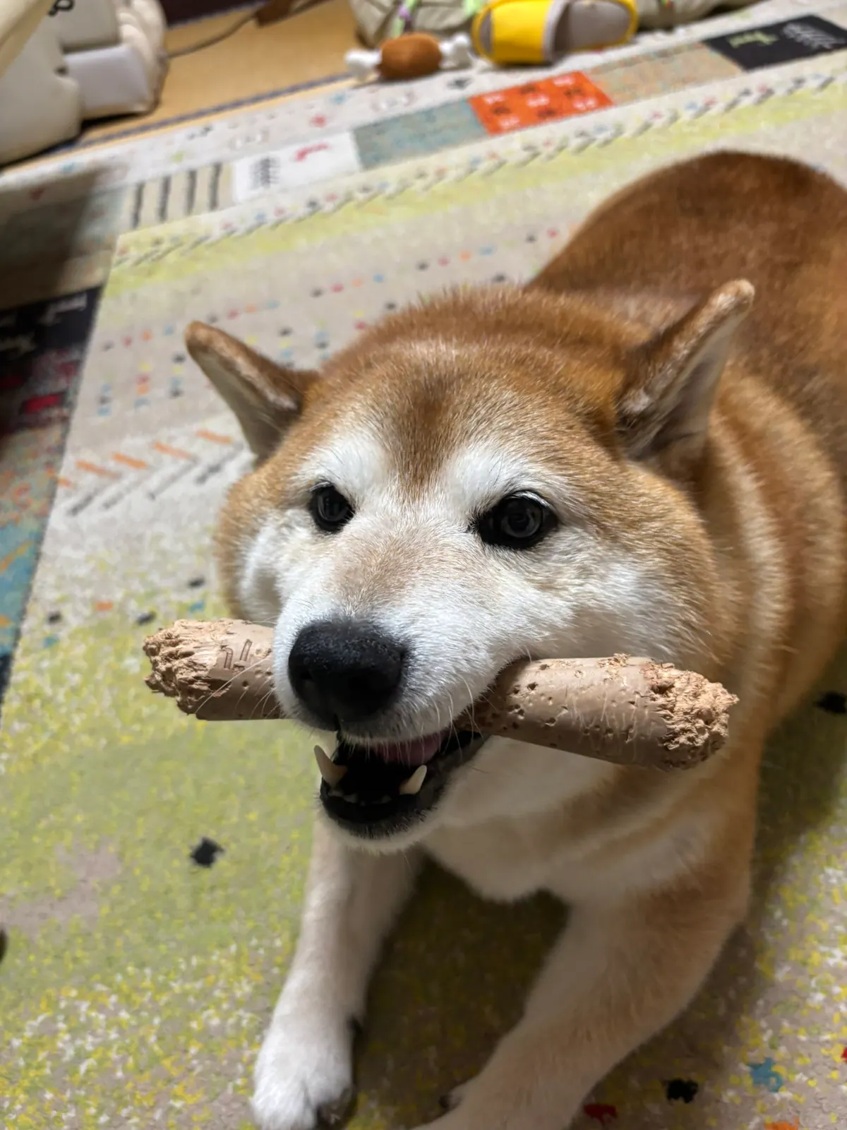 Manten the chubby Shiba Inu. Vertical photo, number 55 of 94, from the @mantikotiko archive.