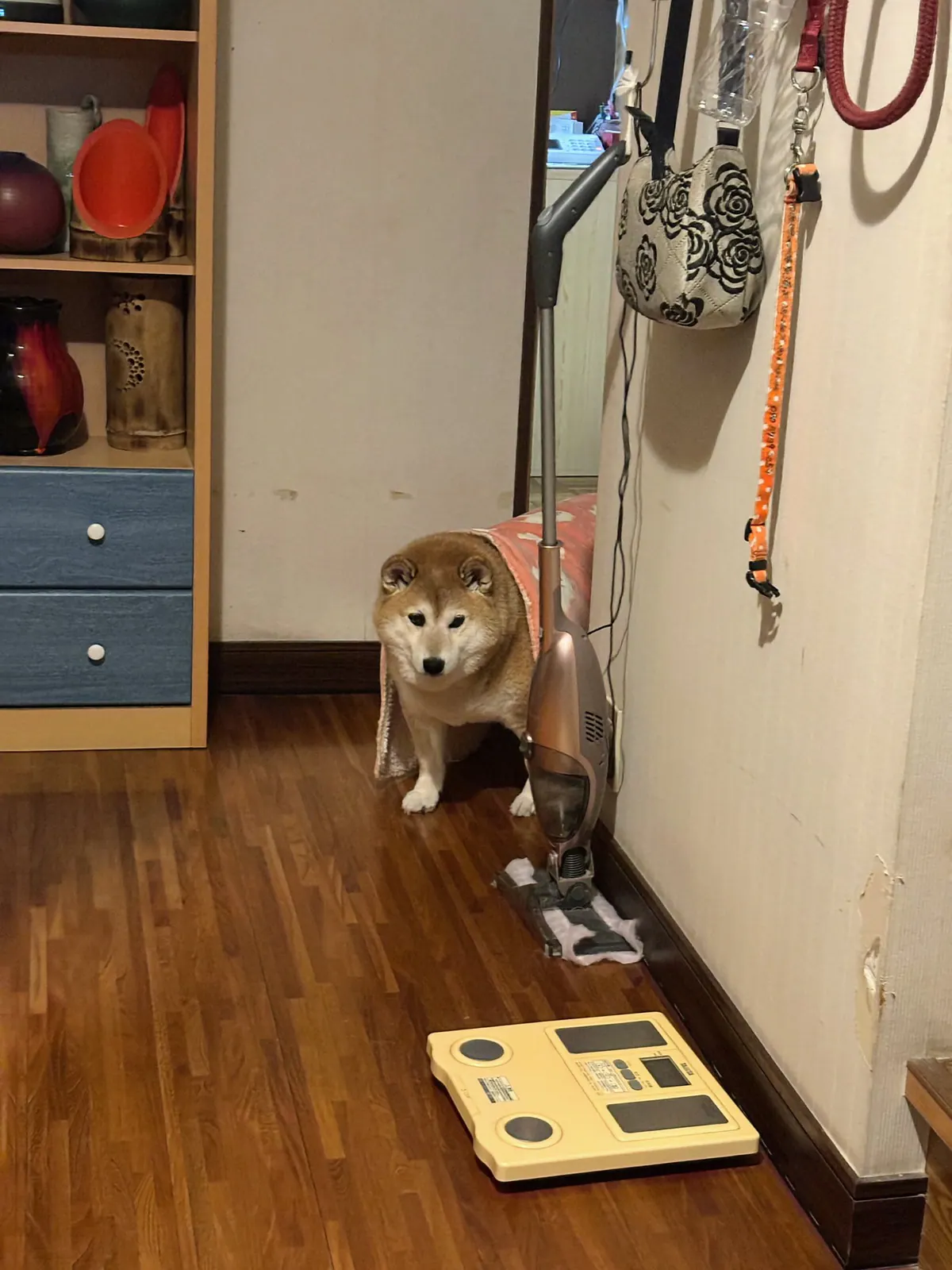 Manten the chubby Shiba Inu. Vertical photo, number 56 of 94, from the @mantikotiko archive.