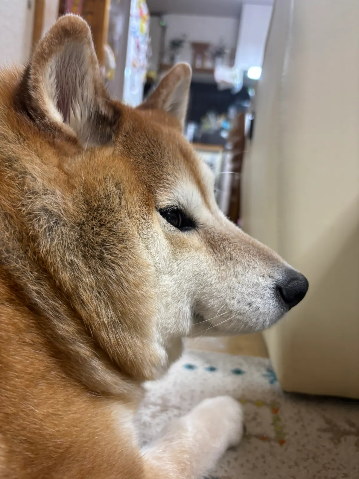Manten the chubby Shiba Inu. Vertical photo, number 57 of 94, from the @mantikotiko archive.