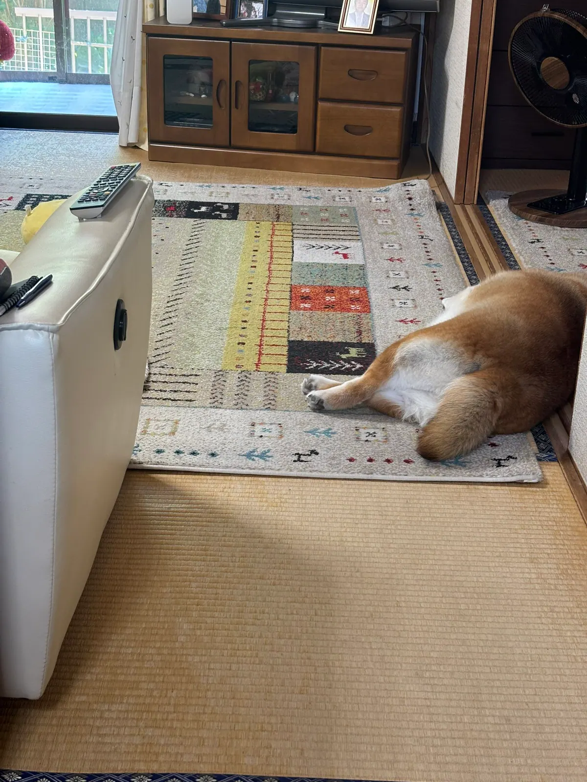 Manten the chubby Shiba Inu. Vertical photo, number 58 of 94, from the @mantikotiko archive.