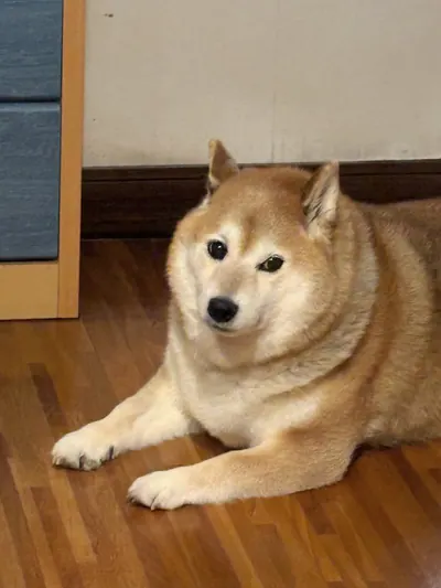 Manten the chubby Shiba Inu. Vertical photo, number 59 of 94, from the @mantikotiko archive.