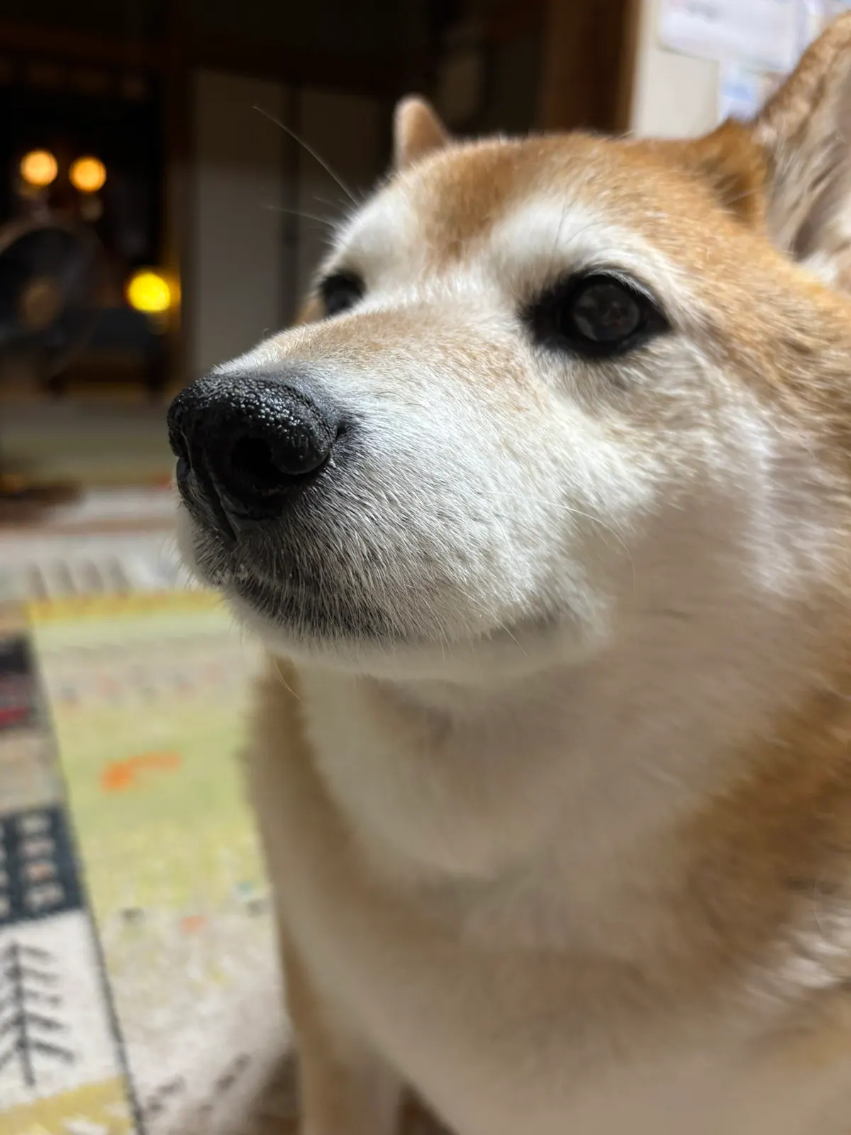 Manten the chubby Shiba Inu. Vertical photo, number 62 of 94, from the @mantikotiko archive.