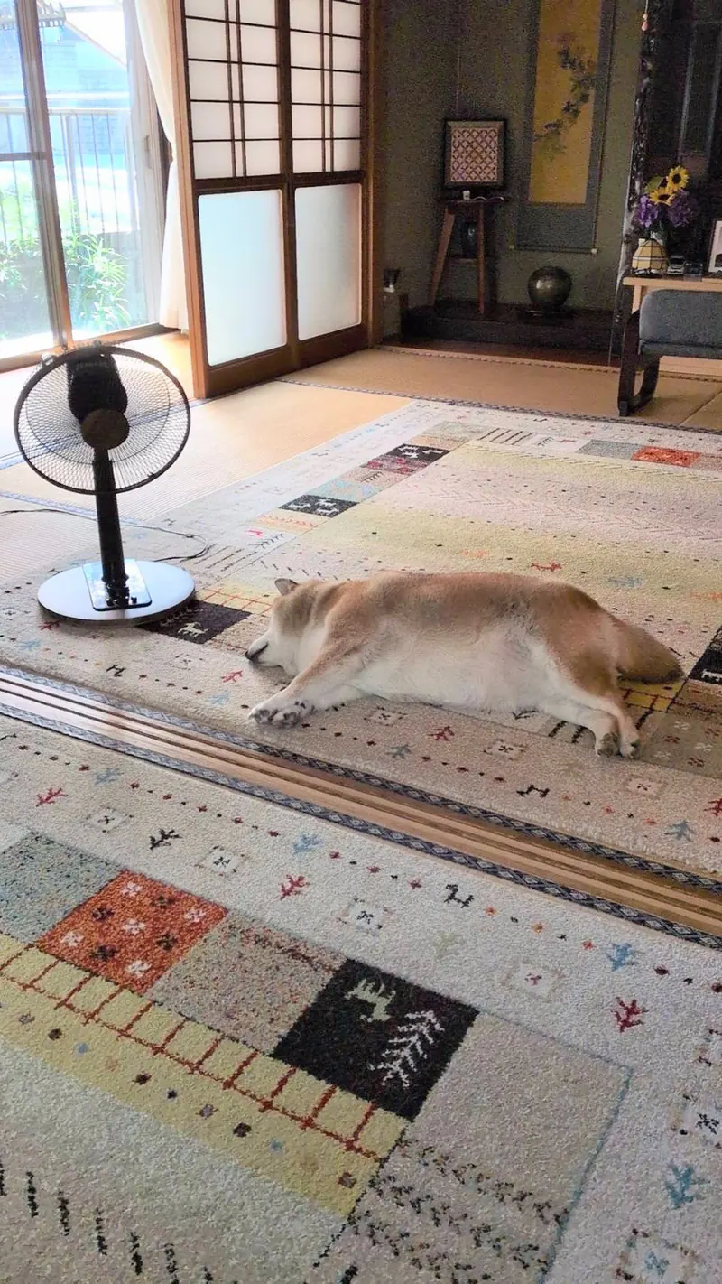 Manten the chubby Shiba Inu. Vertical photo, number 65 of 94, from the @mantikotiko archive.