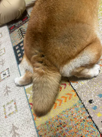 Manten the chubby Shiba Inu. Vertical photo, number 66 of 94, from the @mantikotiko archive.