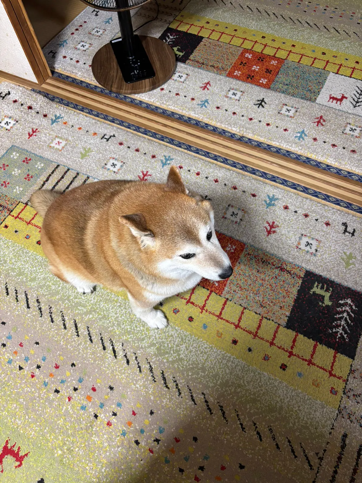 Manten the chubby Shiba Inu. Vertical photo, number 68 of 94, from the @mantikotiko archive.