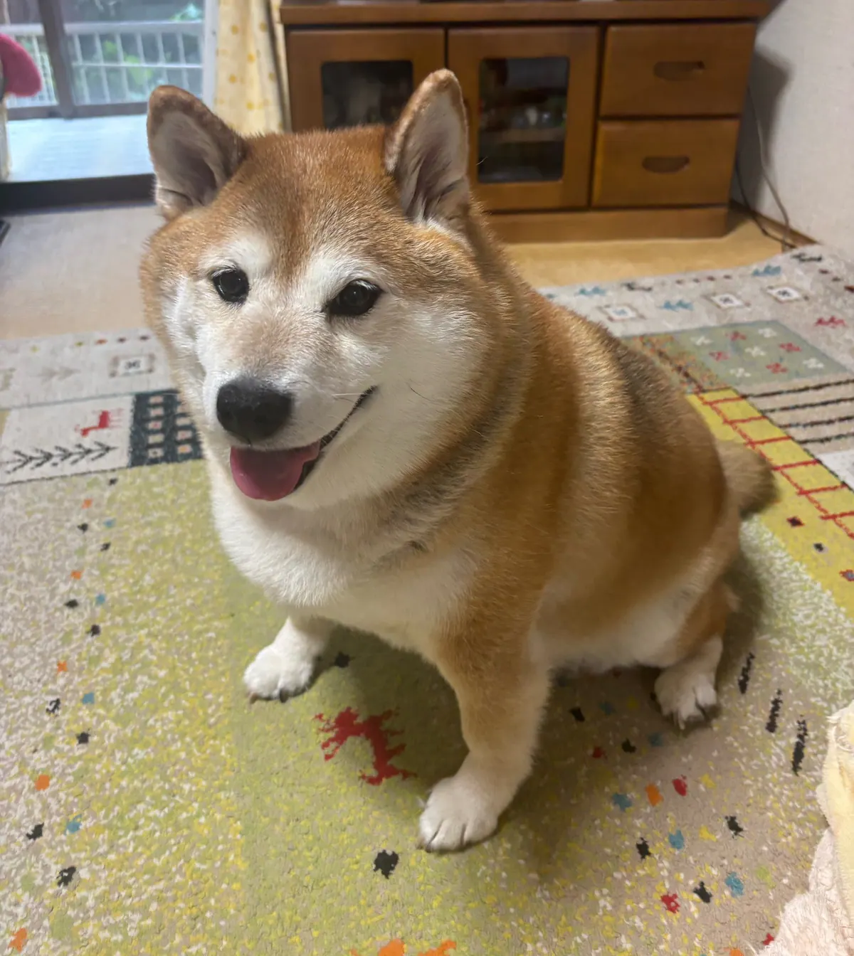 Manten the chubby Shiba Inu. Vertical photo, number 70 of 94, from the @mantikotiko archive.