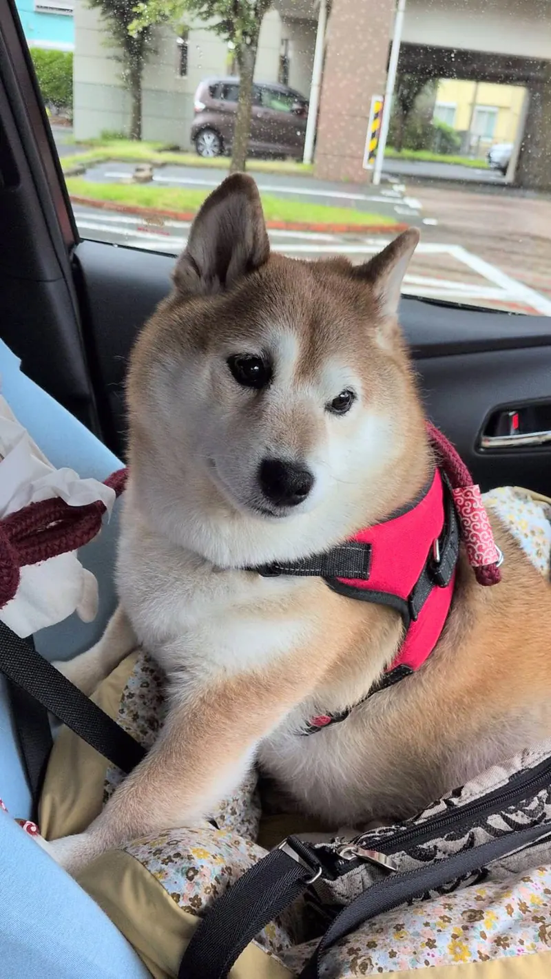 Manten the chubby Shiba Inu. Vertical photo, number 72 of 94, from the @mantikotiko archive.