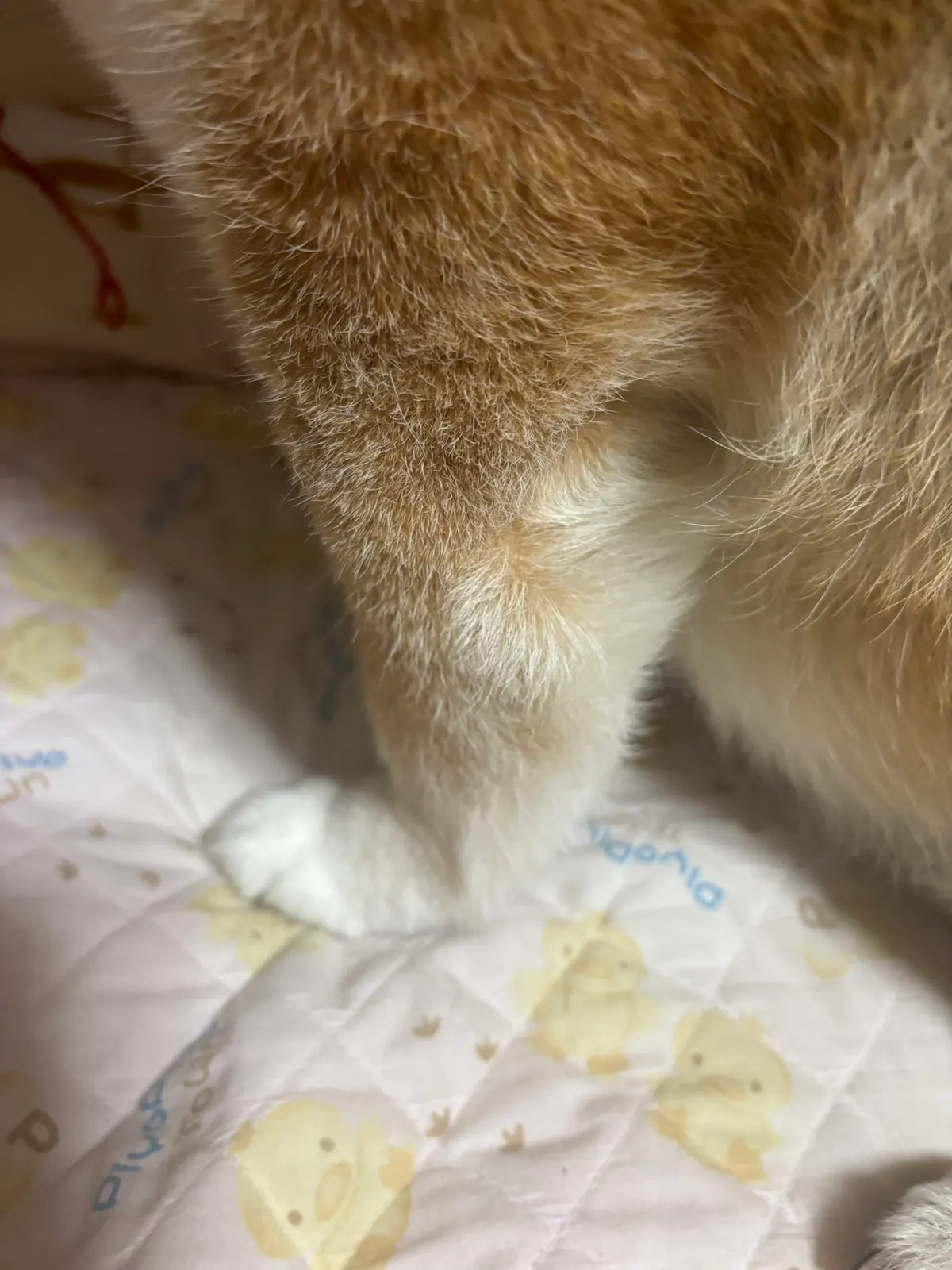Manten the chubby Shiba Inu. Vertical photo, number 73 of 94, from the @mantikotiko archive.