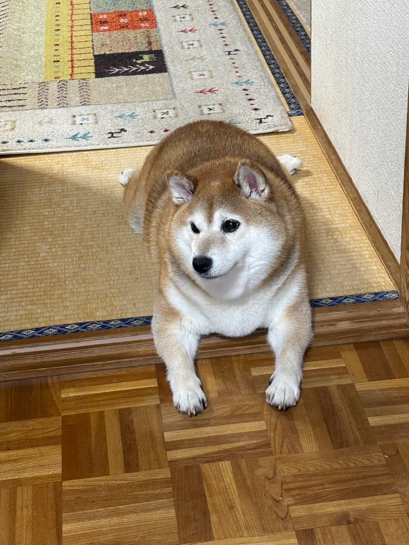 Manten the chubby Shiba Inu. Vertical photo, number 74 of 94, from the @mantikotiko archive.