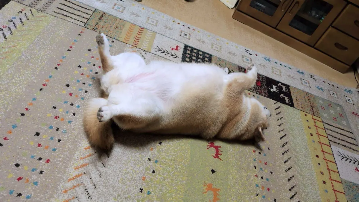 Manten the chubby Shiba Inu. Wide photo, number 75 of 94, from the @mantikotiko archive.