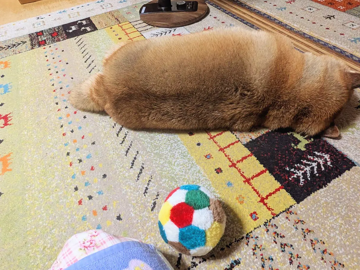 Manten the chubby Shiba Inu. Wide photo, number 76 of 94, from the @mantikotiko archive.