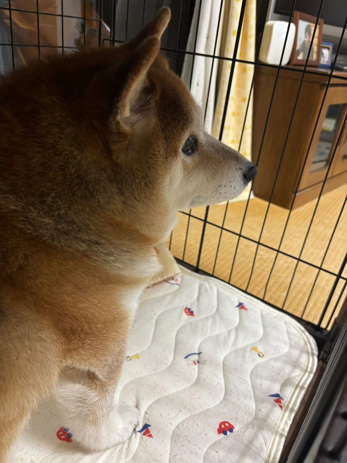 Manten the chubby Shiba Inu. Vertical photo, number 78 of 94, from the @mantikotiko archive.