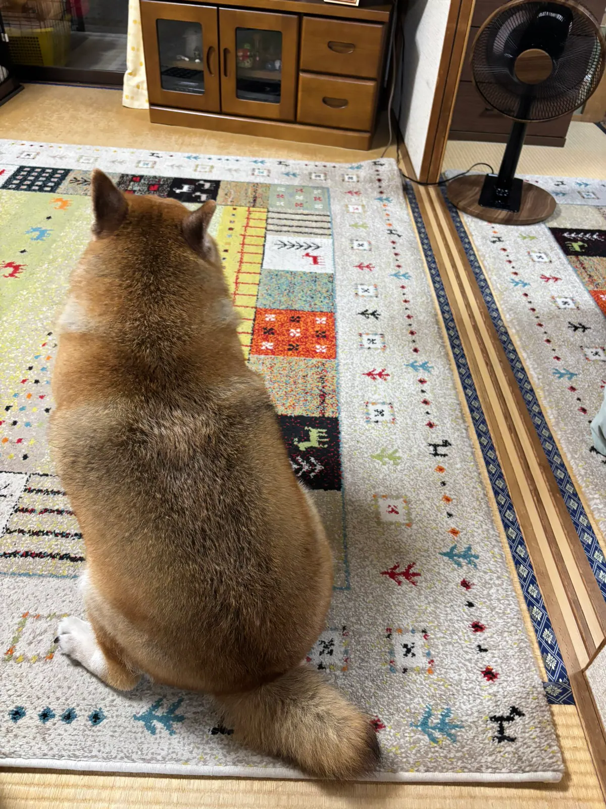 Manten the chubby Shiba Inu. Vertical photo, number 80 of 94, from the @mantikotiko archive.