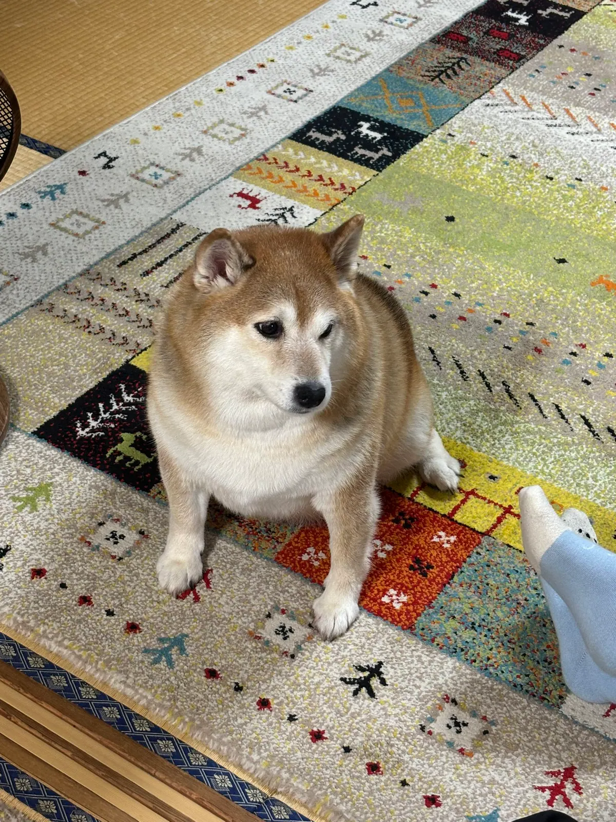 Manten the chubby Shiba Inu. Vertical photo, number 81 of 94, from the @mantikotiko archive.