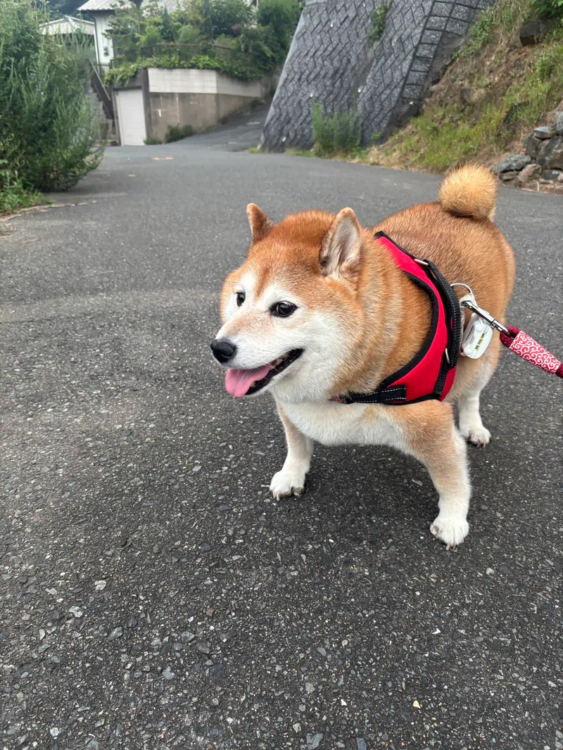 Manten the chubby Shiba Inu. Vertical photo, number 82 of 94, from the @mantikotiko archive.