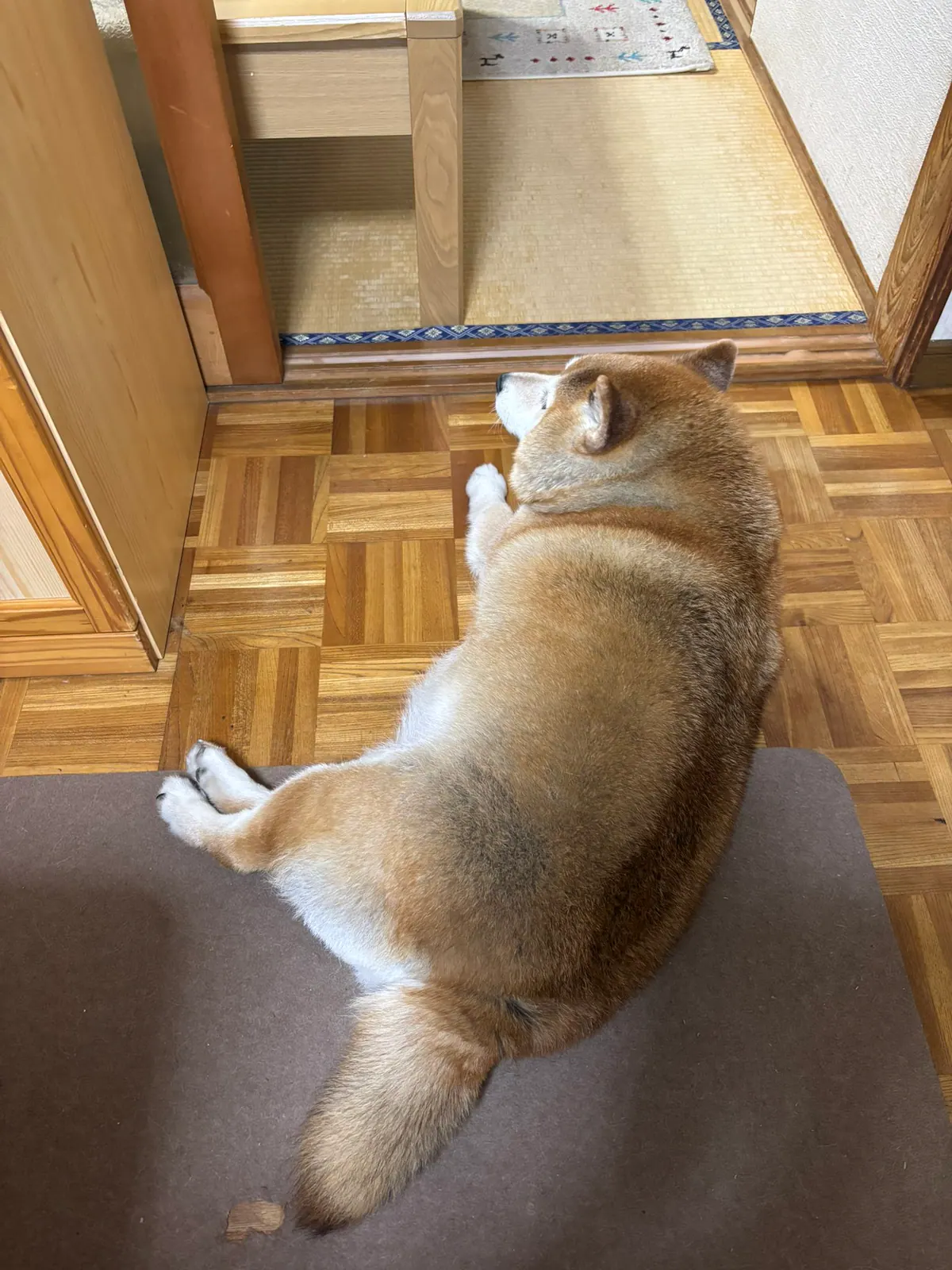 Manten the chubby Shiba Inu. Vertical photo, number 83 of 94, from the @mantikotiko archive.