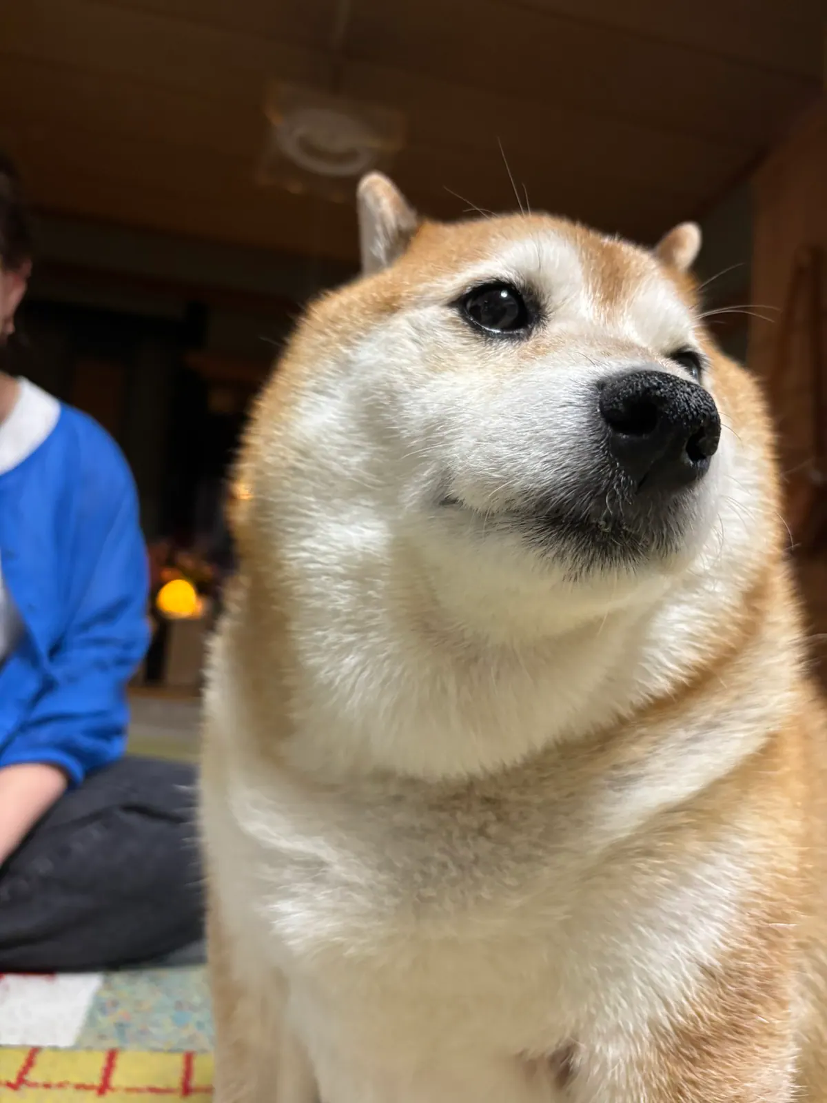Manten the chubby Shiba Inu. Vertical photo, number 85 of 94, from the @mantikotiko archive.