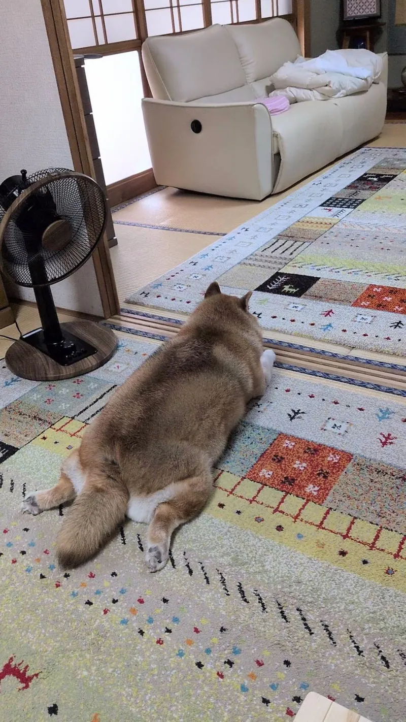 Manten the chubby Shiba Inu. Vertical photo, number 90 of 94, from the @mantikotiko archive.
