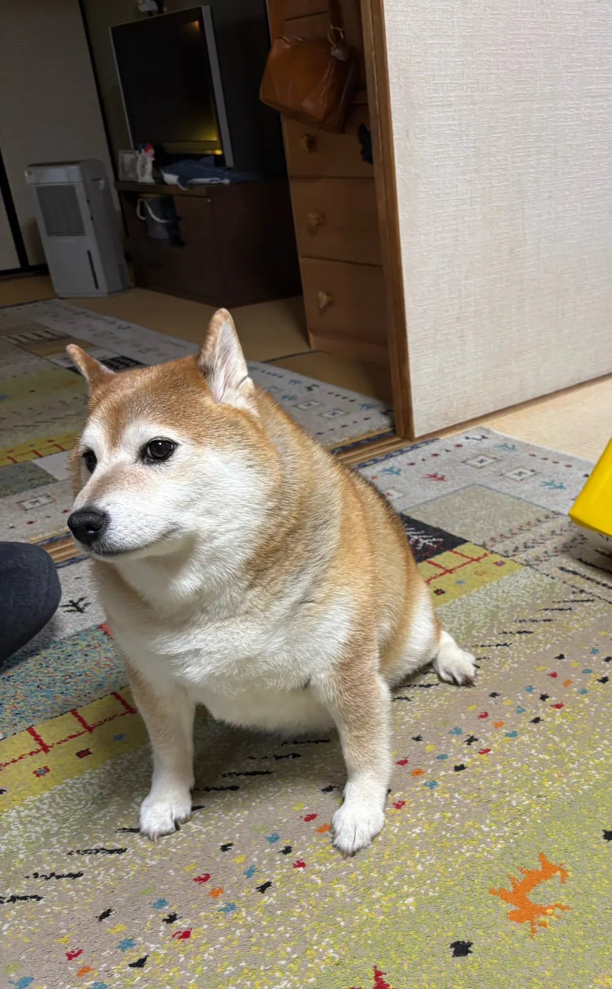 Manten the chubby Shiba Inu. Vertical photo, number 93 of 94, from the @mantikotiko archive.