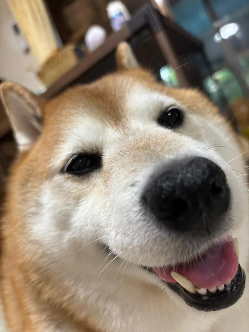 Manten the chubby Shiba Inu. Vertical photo, number 94 of 94, from the @mantikotiko archive.